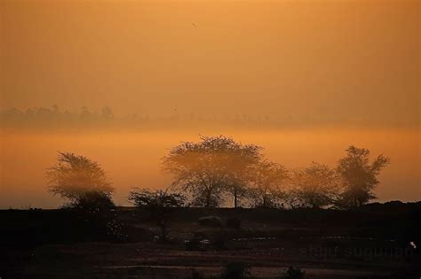 Cranium Bolts: Birds at Hesaraghatta lake