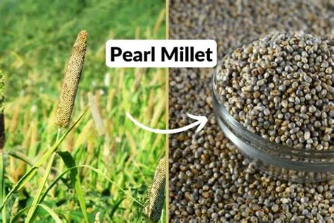 What is pearl millet | Benefits of bajra | Millet recipes