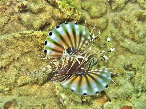 Lionfish Habitat stock image. Image of reefs, coastal - 1560855