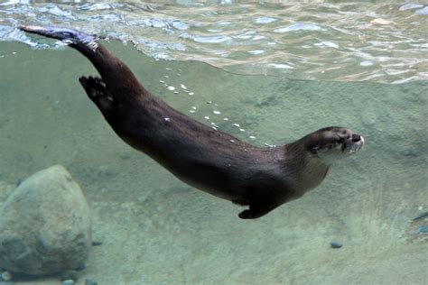 Swimming Otter Underwater