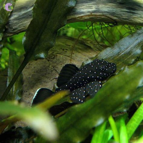 Cá Pleco L183 (size 3) | Thủy Sinh Tím