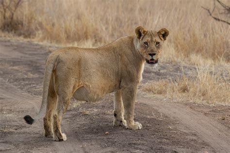 Very Pregnant Lioness | I think she was very close to having… | Flickr