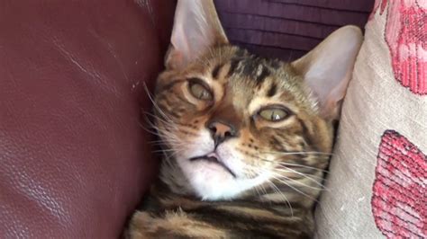 Benji the Bengal Cat: from Kitten to Adulthood - YouTube