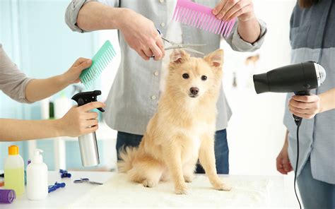 Dog Grooming and How Much It Costs | Pets Nurturing