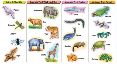 Movement and locomotion | The A Level Biologist - Your Hub