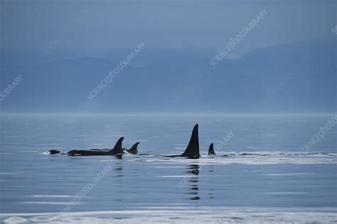 Orca southern resident family pod surfacing - Stock Image - F023/3328 ...