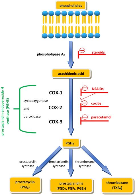 Paracetamol – An old drug with new mechanisms of action - Przybyła - 2021 - Clinical and ...