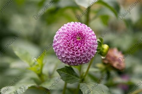 pink dahlia flowers in the garden (2248524)