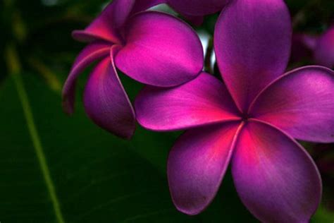 Beautiful Plumeria Flower