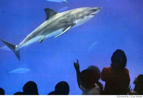 Monterey Aquarium's great white shark released at sea