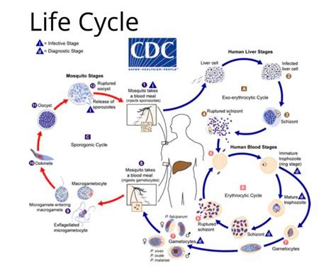 39 malaria life cycle diagram - Wiring Diagrams Manual