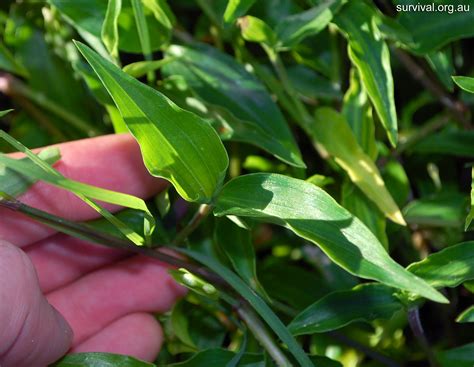 Commelina cyanea - Scurvy Weed - Edible Weeds and Bush Tucker Plant Foods