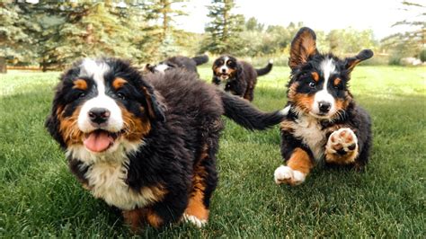 Bernese Mountain Dog Puppies Playing in Slow Motion || Ep 12 - YouTube