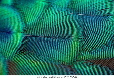 Peacock Feathers Closeup Stock Photo 793165642 | Shutterstock