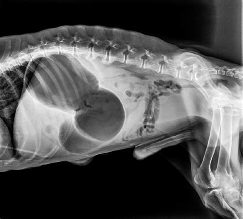 Gastric Dilatation Volvulus | Diseases | Health | Articles | DogZone.com