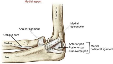 Pin by Dorte Jørgensen on Anatomi | Medical anatomy, Elbow anatomy, Anatomy