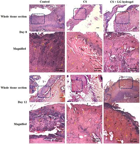 H&E staining. Histopathology results showing the hematoxylin and eosin ...