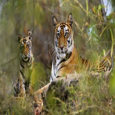 Bandhavgarh National Park - History, Location, Details, Ticket Price ...