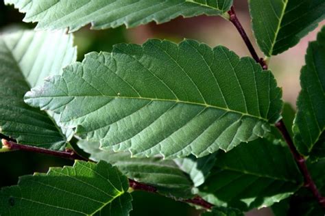 Elm Leaf Close Up – Photos Public Domain