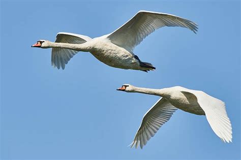 Do Swans Migrate? Types, Facts, & FAQ - Optics Mag