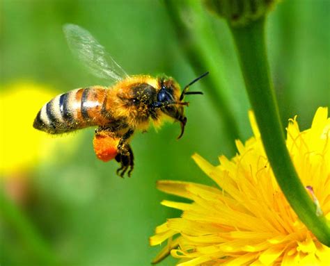 Fascinante abeille… au service de la nature et de l’homme