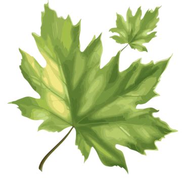 Transparent Leave Clipart Maple Leaf Illustration On Transparent Background Cartoon Vector ...