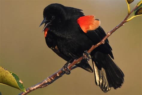 Red-Winged Blackbird