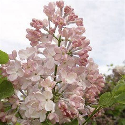 Lilac Shrubs For Sale | Plant Addicts