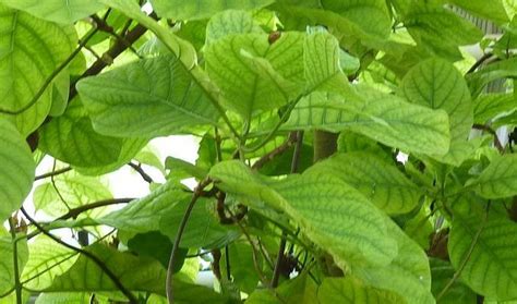 Cinchona Bark Uses, Benefits and Side Effects | Medicinal herbs ...