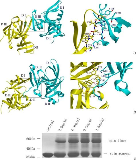 The architecture of the spindlin1 homodimer. a, interface around... | Download Scientific Diagram