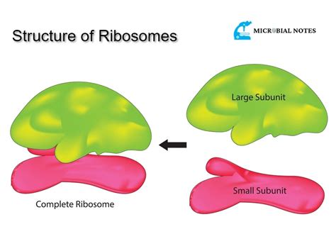 What is Ribosomes?: Its structure and function in translation