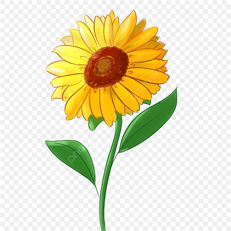 Sunflowe White Transparent, Sunflower, Sunflower Clipart, Flowers PNG ...