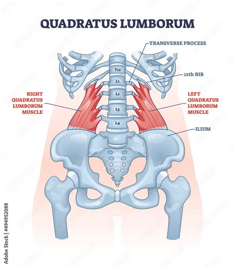 Quadratus lumborum muscle or QL for strong and healthy spine outline ...