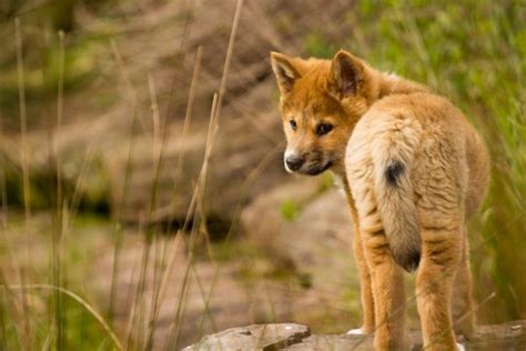 Gallery: Australian Alps' endangered species - Australian Geographic