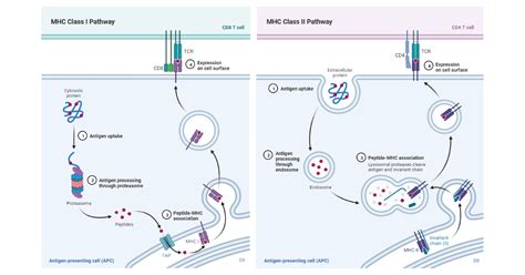 Antigen Processing And Presentation Pathways