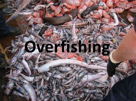 Overfishing power point