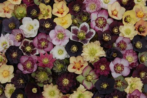 Perennial Seeds Home & Garden Helleborus niger LENTEN ROSE EVERGREEN LEAVES Seeds! dr-kaiya.com