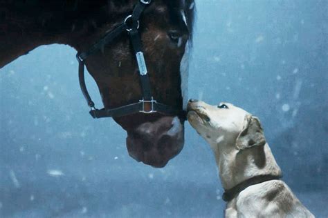 Clydesdale Horse and Yellow Lab Star in Budweiser 2024 Super Bowl Ad