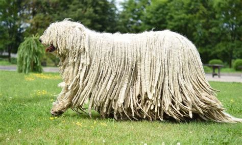 Komondor Dog Breed: Characteristics, Care & Photos | BeChewy