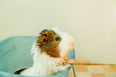 How To Bathe Your Guinea Pig | Guinea Pig Health | Guinea Pigs | Guide