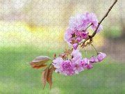 Cherry Blossoms by Arata Photography