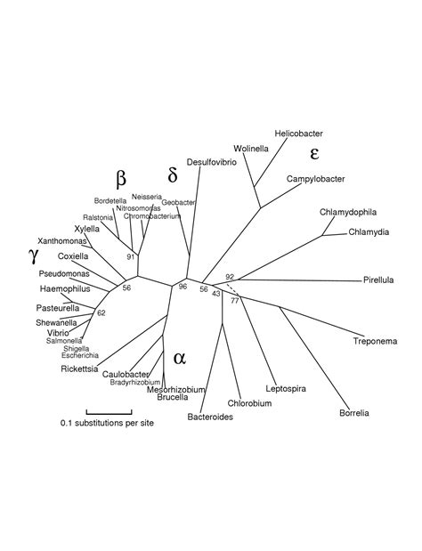 Bacterial Phylum: Proteobacteria - Pace University ePortfolio