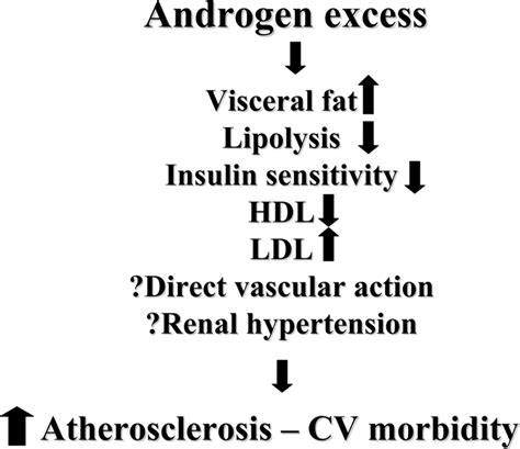 The putative role of androgen excess in the increased cardiovascular ...