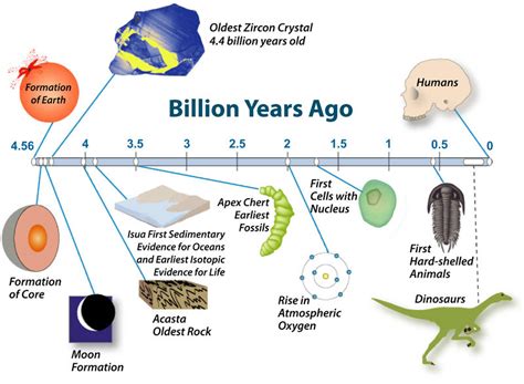 Evolution of Life | CK-12 Foundation