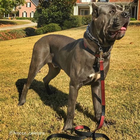 Italian Mastiff Cane Corso Guard dog @freeze_canecorso | Cane corso ...