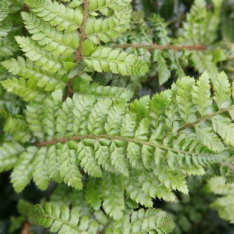 Buy Japanese tassel fern Polystichum polyblepharum: Delivery by Crocus