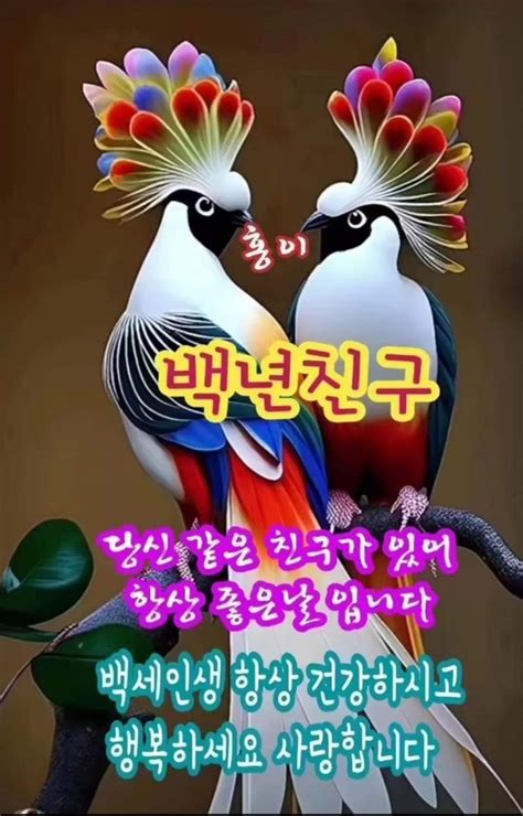 Daum 카페