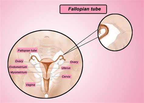 State the function of the fallopian tube.