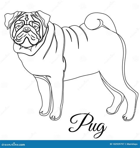 Pug dog outline stock illustration. Illustration of coloring - 102929797