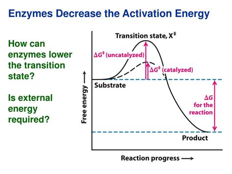 PPT - Chapter 6: Basic Concepts of Enzyme Action PowerPoint ...